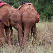 David_Sheldrick_Wildlife_