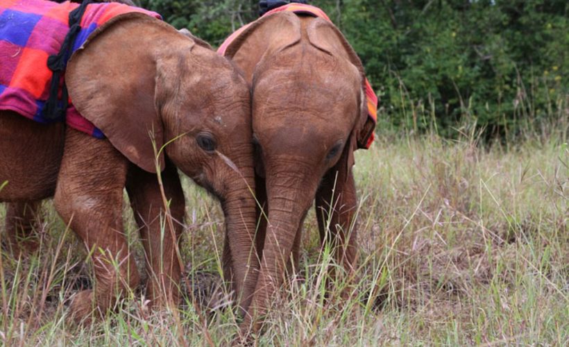 David_Sheldrick_Wildlife_