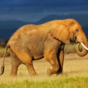 Elephant-in-Amboseli-National-Park