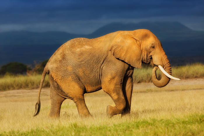 Elephant-in-Amboseli-National-Park