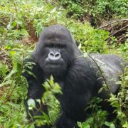 Gorilla_photo_3