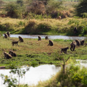 Lake-Manyara-National-Park