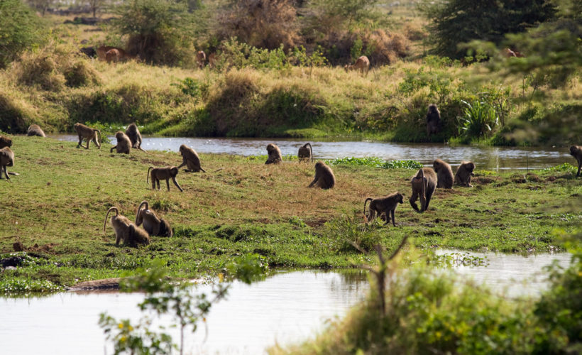 Lake-Manyara-National-Park