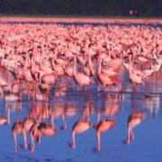 Lesser-flamingos