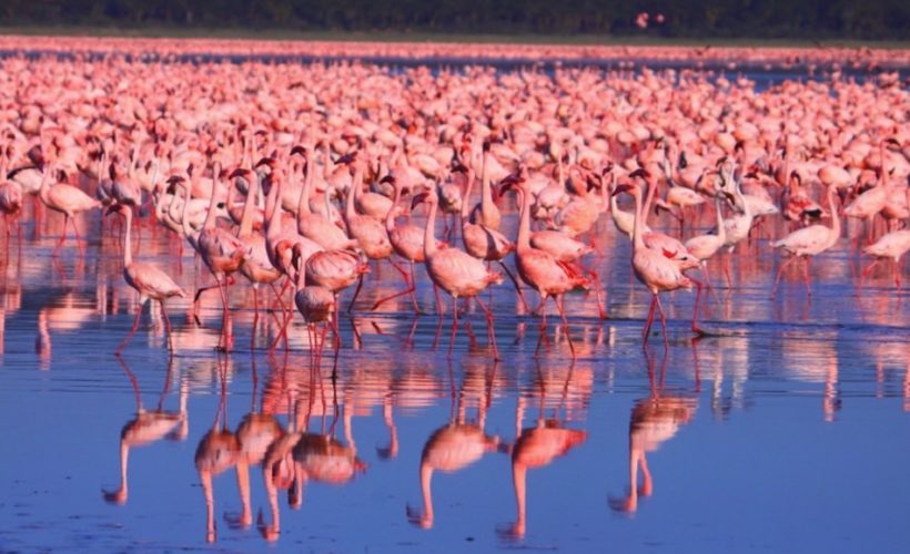 Lesser-flamingos