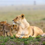 Masai-Mara-National-Reserve-Safaria