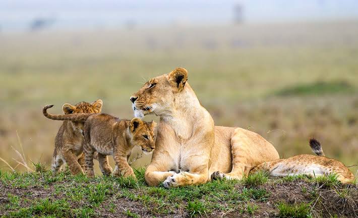 Masai-Mara-National-Reserve-Safaria