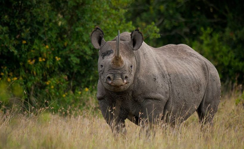 WorldRhinoDay2