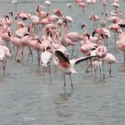 flamingoes