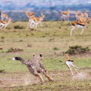 masai-mara-cheetah-sam-s