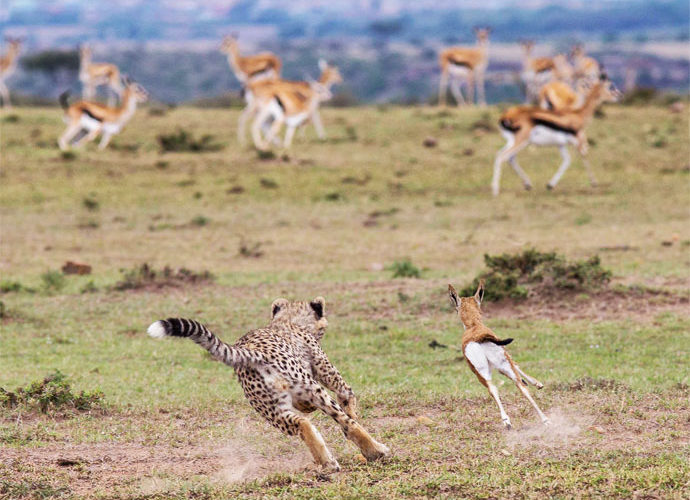 masai-mara-cheetah-sam-s