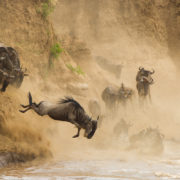 safari-in-kenya-masai-mara-national-reserve