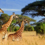 Animals you may see on a 3-day Maasai Mara group joining safari trip