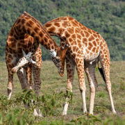 Two Rothschild Giraffe in "necking" contest - Lake Nakuru National Park, Kenya