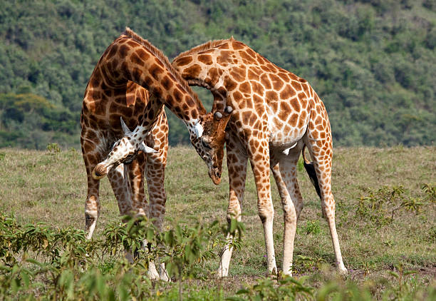 Two Rothschild Giraffe in "necking" contest - Lake Nakuru National Park, Kenya