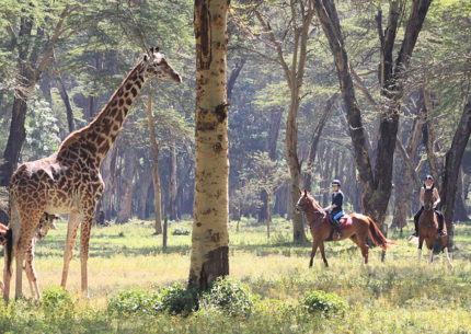 kenya safari day trips