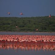 Bogoria 1