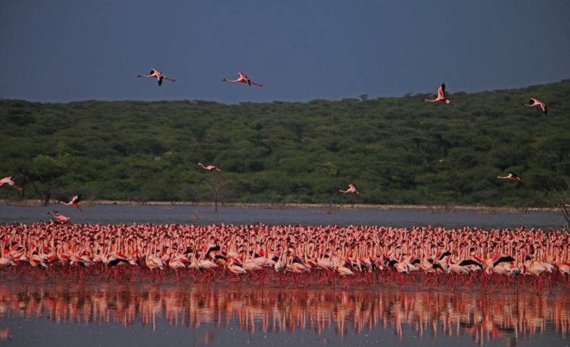 Bogoria 1