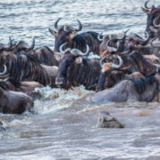 Crocodile approaching the wildebeest during river crossing in Masai Mara