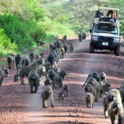 Lake-Manyara_2