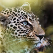 Close up of African leopard in the wild.