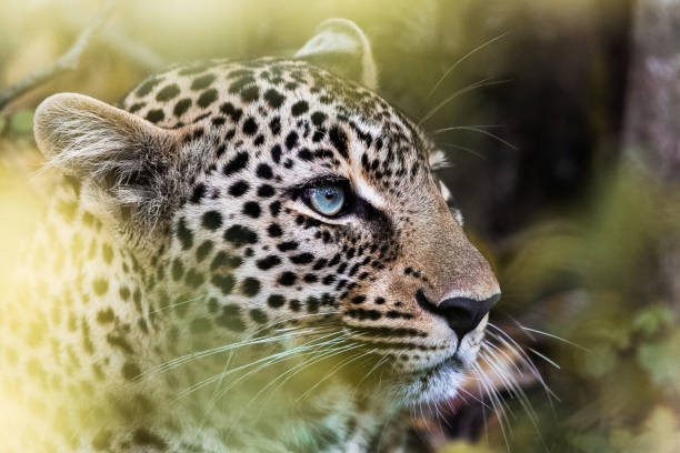 Close up of African leopard in the wild.