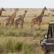 Giraffes herd in savannah