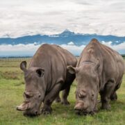 northern-white-rhinos-800x500 - Copy