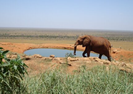 kenya safari day trips