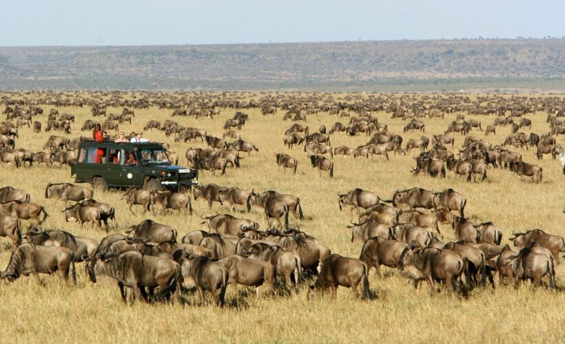 Wildebeest-Mara