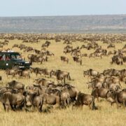 Wildebeest-Mara