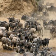 Wildebeest-Mara-river