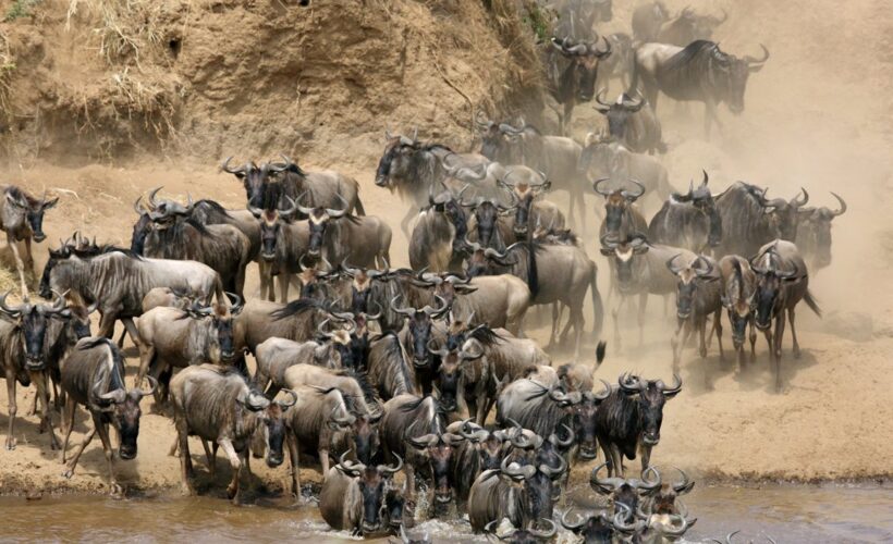 Wildebeest-Mara-river