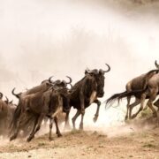 wildebeest-Mara-Migration