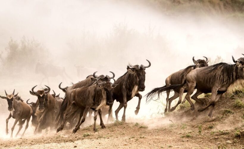 wildebeest-Mara-Migration