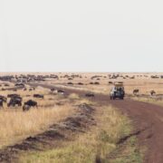 MARA-SAFARI