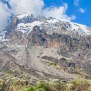 Kilimanjaro lobellia