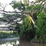 FIG-TREE-CAMP-MASAI-MARA-8-scaled