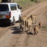 Safari vehicle with tourists on a group tour in Masai Mara.