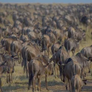 wildebeests-7559592_1920