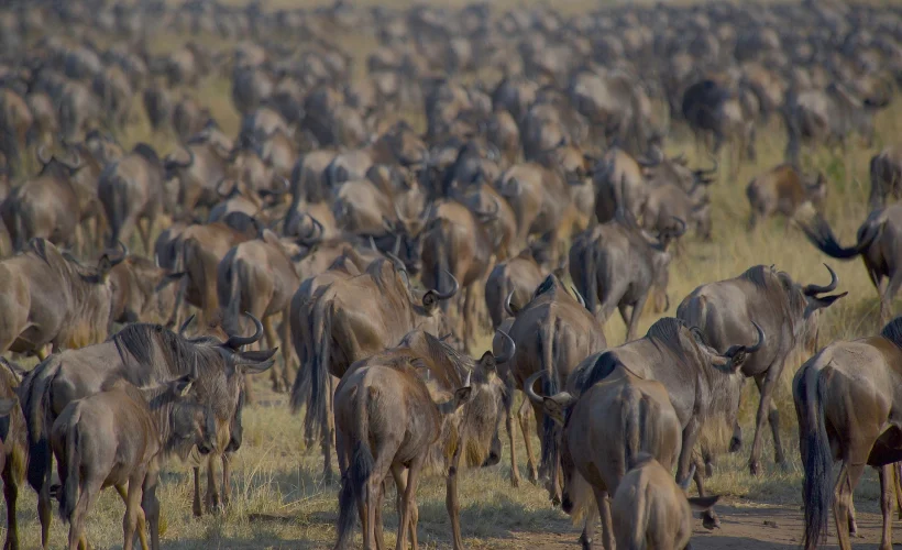 wildebeests-7559592_1920